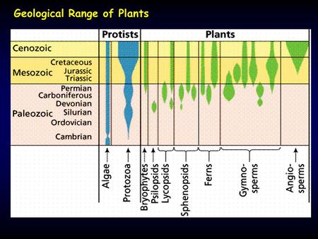 Geological Range of Plants. Archaeopteris fossil plant- Sphenophyta Progymnosperm Devonian through Mississippian Archaeopteris fossil plant- Sphenophyta.