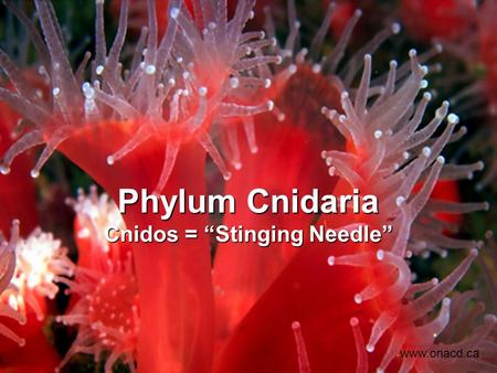 Phylum Cnidaria Cnidos = “Stinging Needle” www.onacd.ca.