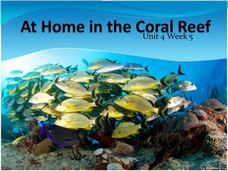 Unit 4 Week 5. Vocabulary coral: a group of small animal skeletons that forms a reef. reef: a ridge of sand, rock, or coral under the ocean or other body.