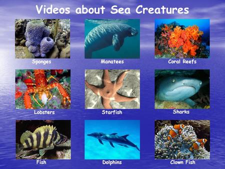 Videos about Sea Creatures Sharks Sponges Starfish Fish Lobsters Coral Reefs Dolphins Clown Fish Manatees.
