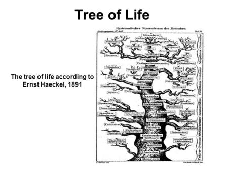Tree of Life The tree of life according to Ernst Haeckel, 1891.