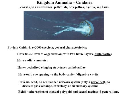 Kingdom Animalia – Cnidaria corals, sea anemones, jelly fish, box jellies, hydra, sea fans Phylum Cnidaria (~3000 species); general characteristics: Have.
