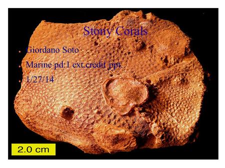 Stony Corals ● Giordano Soto ● Marine pd:1 ext.credit ppt. ● 1/27/14.