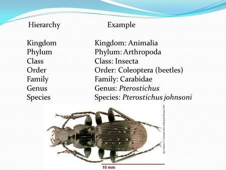 Kingdom Kingdom: Animalia Phylum Phylum: Arthropoda
