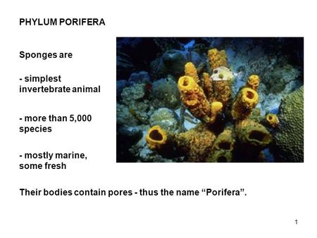1 PHYLUM PORIFERA Sponges are - simplest invertebrate animal - more than 5,000 species - mostly marine, some fresh Their bodies contain pores - thus the.