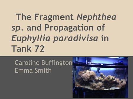The Fragment Nephthea sp. and Propagation of Euphyllia paradivisa in Tank 72 Caroline Buffington Emma Smith.
