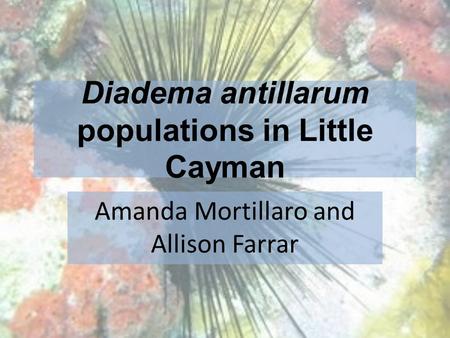 Diadema antillarum populations in Little Cayman Amanda Mortillaro and Allison Farrar.