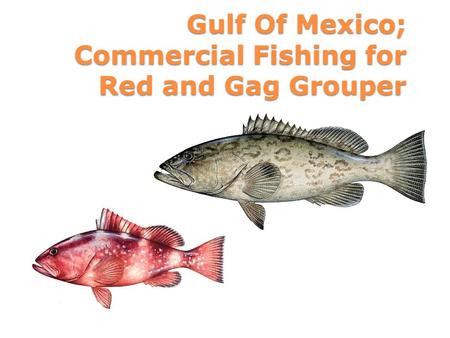 Gulf Of Mexico; Commercial Fishing for Red and Gag Grouper.