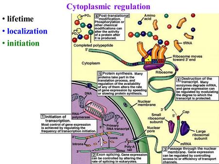 Cytoplasmic regulation lifetime localization initiation.
