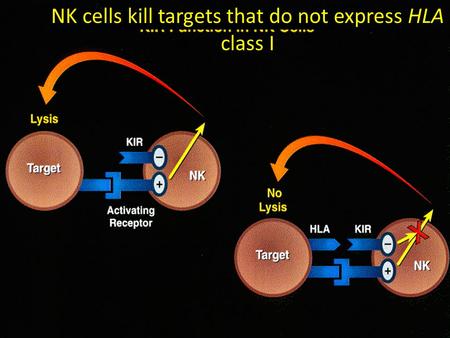 NK cells kill targets that do not express HLA class I.