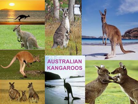 AUSTRALIAN KANGAROOS The word kangaroo is derived from the Guugu Yimithirr word gangurru, referring to grey kangaroos. A common myth about the kangaroo's.