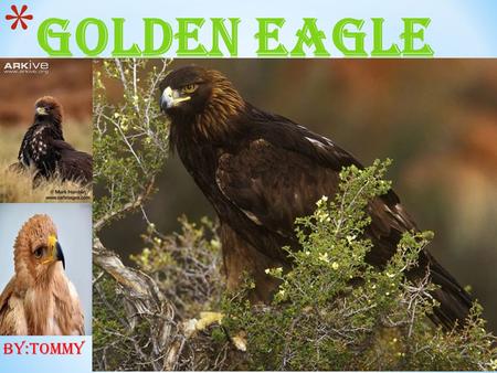By:Tommy. * My animal is called Golden eagle.They are extremely swift,and can dive upon their prey at speeds of more than 150 miles (241 kilometers) per.