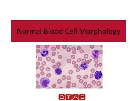 Normal Blood Cell Morphology
