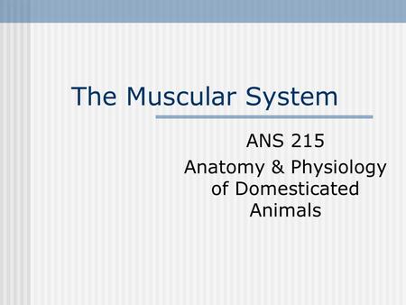 The Muscular System ANS 215 Anatomy & Physiology of Domesticated Animals.