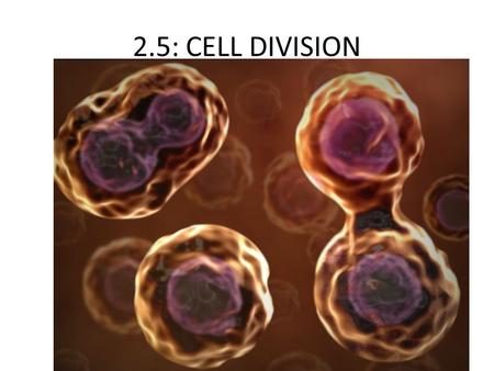 2.5: CELL DIVISION.