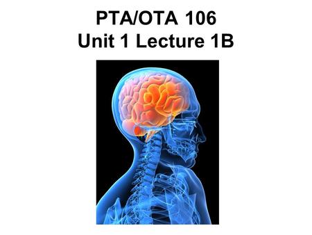 PTA/OTA 106 Unit 1 Lecture 1B. Structural and Functional areas of the Medulla Oblongata Cardiovascular Center: Regulates the rate and force of the heartbeat.