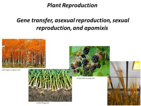 Plant Reproduction Gene transfer, asexual reproduction, sexual reproduction, and apomixis viachicago.wordpress.com tinyfarmblog.com birdsandbloomsblog.com.