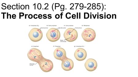 Section 10.2 (Pg ): The Process of Cell Division
