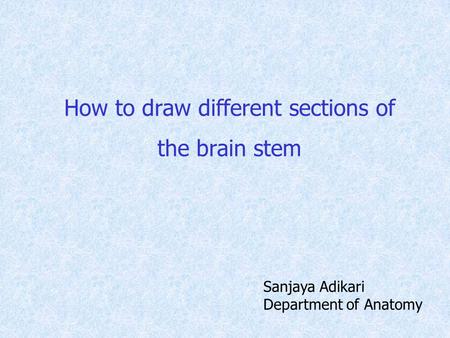 How to draw different sections of the brain stem Sanjaya Adikari Department of Anatomy.