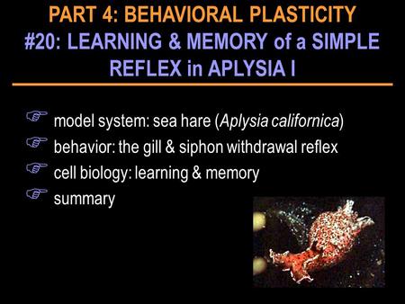 PART 4: BEHAVIORAL PLASTICITY #20: LEARNING & MEMORY of a SIMPLE REFLEX in APLYSIA I F model system: sea hare ( Aplysia californica ) F behavior: the gill.