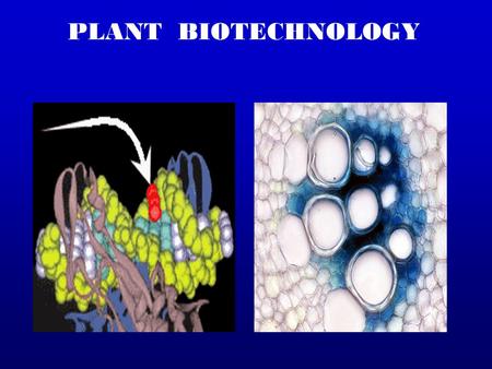 PLANT BIOTECHNOLOGY.