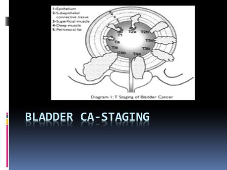 Bladder CA-Staging.