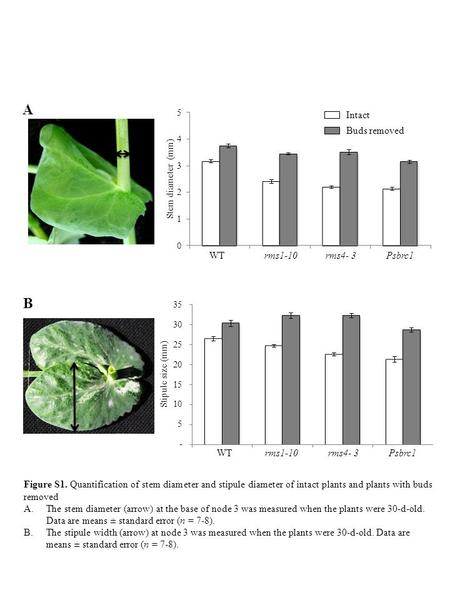 Figure S1. Quantification of stem diameter and stipule diameter of intact plants and plants with buds removed A.The stem diameter (arrow) at the base of.