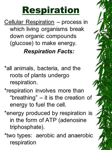 Respiration Cellular Respiration – process in which living organisms break down organic compounds (glucose) to make energy. Respiration Facts: *all animals,