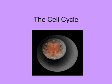 The Cell Cycle.