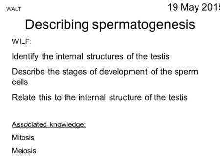 Describing spermatogenesis