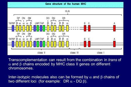 Transcomplementation can result from the combination in trans of  and  chains encoded by MHC class II genes on different chromosomes. Inter-isotypic.