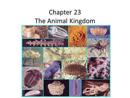 Chapter 23 The Animal Kingdom. General Features of Animals All animals are multicellular heterotrophs They are diverse in form – Invertebrates are animal.