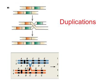 Duplications. Bar eye: caused by duplication Duplications: source of evolutionary novelty? ______________ Duplication is a source of new genes over evolutionary.