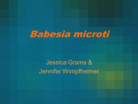 Babesia microti Jessica Grams & Jennifer Wimpfheimer.