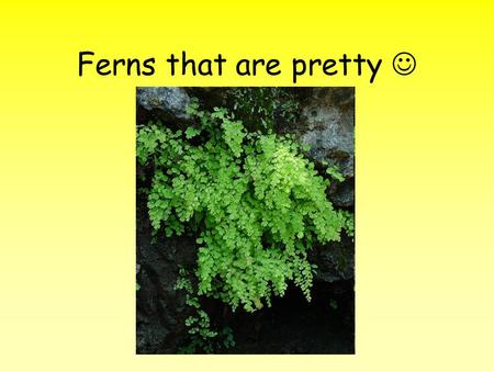 Ferns that are pretty. Chapter 30 Reading Quiz 1.An embryo packaged with a food supply and a protective coat is a … 2.What is the transfer of pollen.