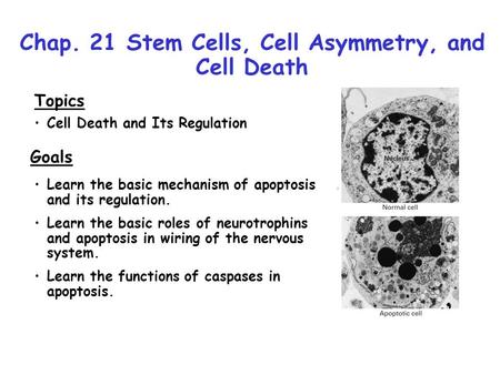 Chap. 21 Stem Cells, Cell Asymmetry, and Cell Death Topics Cell Death and Its Regulation Goals Learn the basic mechanism of apoptosis and its regulation.