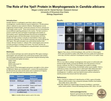 The Role of the Ypd1 Protein in Morphogenesis in Candida albicans Megan Lindner and Dr. Daniel Herman, Research Advisor University of Wisconsin-Eau Claire.