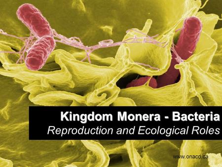 Kingdom Monera - Bacteria Kingdom Monera - Bacteria Reproduction and Ecological Roles www.onacd.ca.