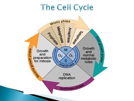  Cell cycle – regular pattern of eukaryotic cells that includes growth, DNA replication and cell division  All eukaryotic cells go through the same.