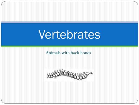 Animals with back bones Vertebrates. Fishes Three Classes or Groups Agnatha- Lampreys and Hagfishes Chondrichthyes- Sharks and rays, Chimera Osteichthyes-