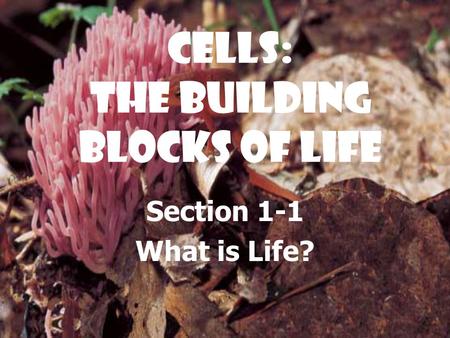 Cells: The Building Blocks of Life Section 1-1 What is Life?
