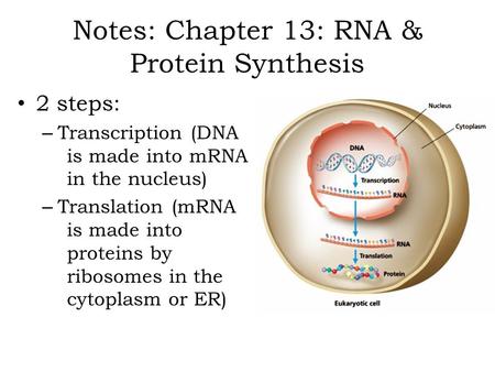 Notes: Chapter 13: RNA & Protein Synthesis