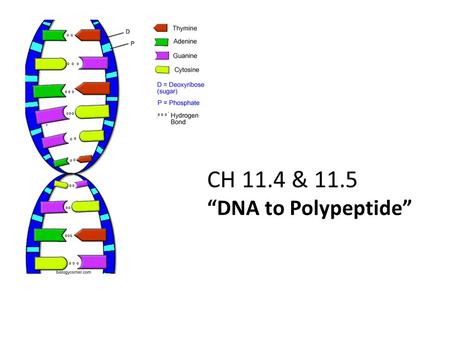 CH 11.4 & 11.5 “DNA to Polypeptide”.