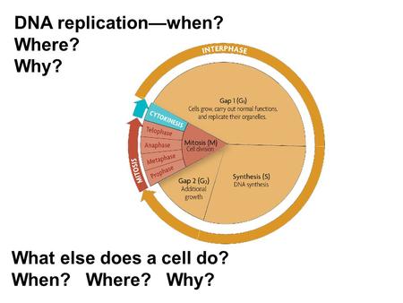 DNA replication—when? Where? Why? What else does a cell do?