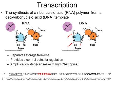 Transcription The synthesis of a ribonucleic acid (RNA) polymer from a deoxyribonucleic acid (DNA) template –Separates storage from use –Provides a control.