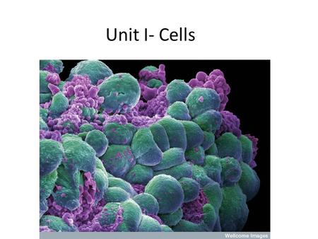 Unit I- Cells 1. What type of cell is this? 2. What is the name of organelle A? 3. Which organelle contains genetic material (DNA)? Identify the letter.