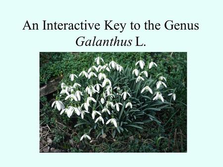 An Interactive Key to the Genus Galanthus L.. Genus containing 19 species, 22 principle taxa Numerous Additional Hybrids and Cultivars Listed under Appendix.