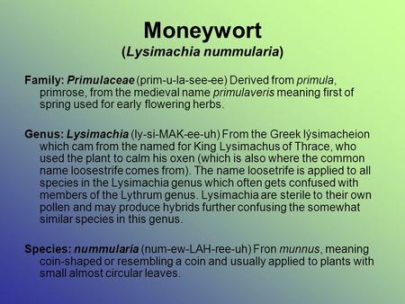 Moneywort (Lysimachia nummularia) Family: Primulaceae (prim-u-la-see-ee) Derived from primula, primrose, from the medieval name primulaveris meaning first.