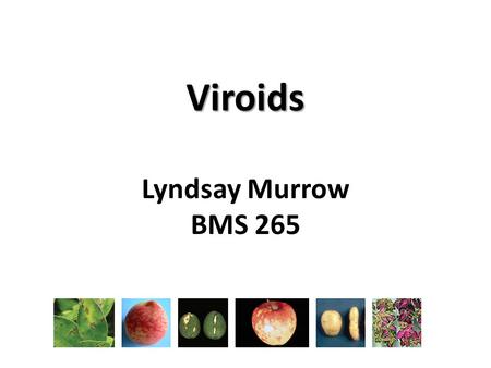 Viroids Lyndsay Murrow BMS 265. Nomenclature Viroid = “virus- like” Adapted from Flores R et al (1998) Arch Virol 143, 623-629.