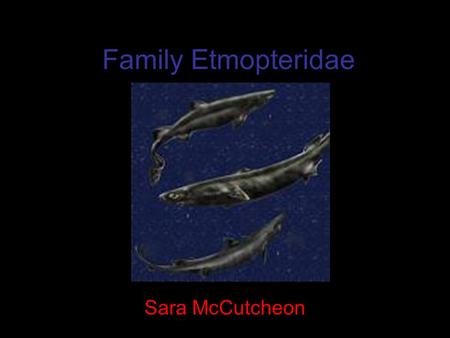Family Etmopteridae Sara McCutcheon. Order Squaliformes Kingdom: Animalia Phylum: Chordata Class: Chondricthyes Order: Squaliformes Family: Etmopteridae.